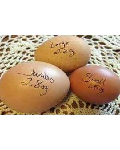 Jumbo size eggs