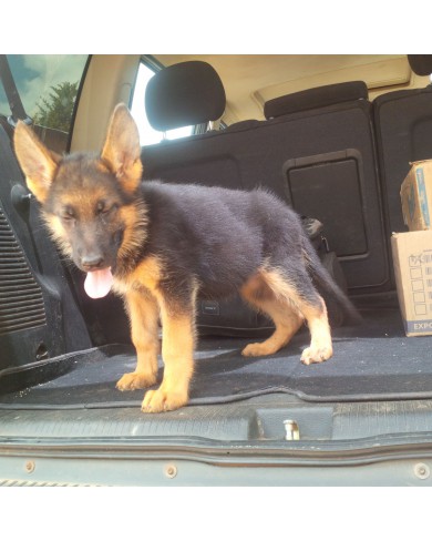German Shepard security dog