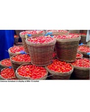 Basket Of Tomatoes 