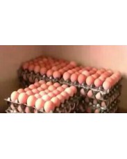 fresh poultry eggs from choices