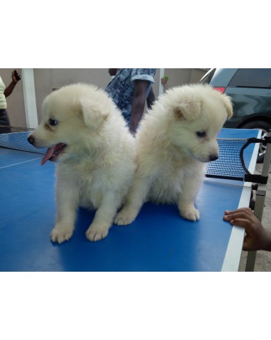 Samoyed Eskimo bred puppies