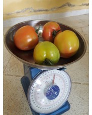 Tomatoes (EvaF1)