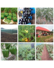 15 ACRES FARM FOR SALE AT ABEOKUTA (Odera property ventures)