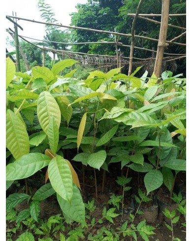 Hybrid cocoa seedlings