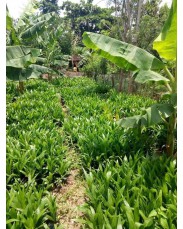 Tenera oil palm seedlings 