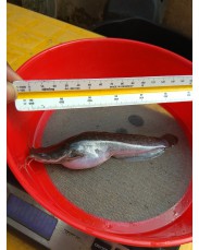 Fast Growing Catfish Fingerlings & Juveniles For Sale