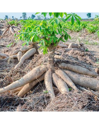 Cassava Tubers