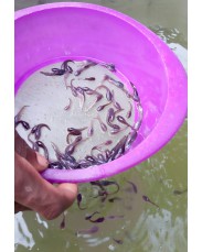 Catfish fingerlings and juveniles for sales