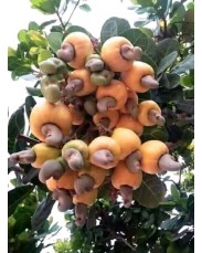 Supergene oilpalm seedlings and Brazilian jumbo cashew seedlings
