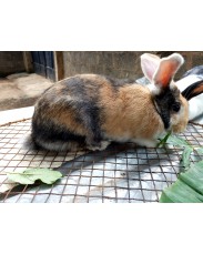 Exotic Rabbits for Meat 