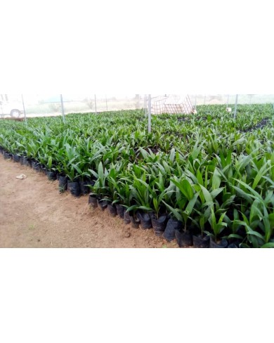 Bethel Agricultural Consult Nigeria Limited