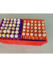 Fresh eggs available for supply 