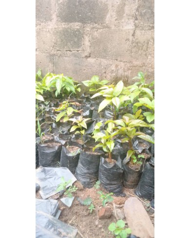 Avocado seedlings