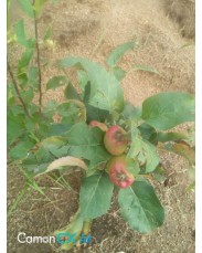 Imported Apple Seedlings 
