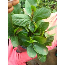 Cherry Agbalumo seedlings 