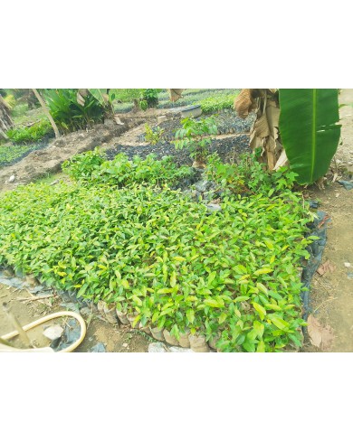 Mahogany seedlings 