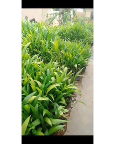 Oil Palm Hybrid Tenera seedlings