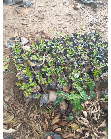 Miracle Berry (Agbayun) Seedlings 