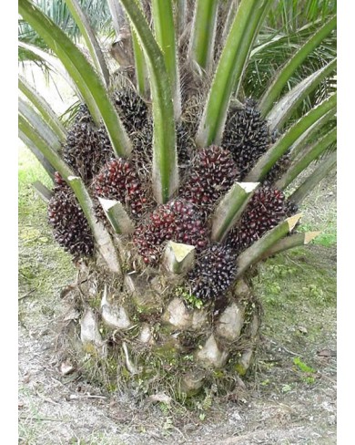 Hybrid Tenera Oil Palm Seedlings