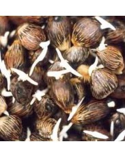 Hybrid Tenera Oil Palm Seed Nuts