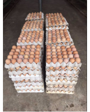 Eggs (Labaduu Farm)