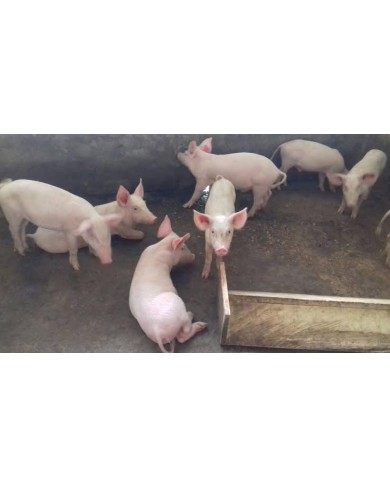 Pig weaners and growers for sale