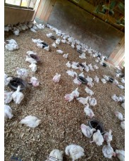 Broilers Distributors and Wholesalers are needed