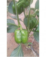 Green bell (sweet)  pepper