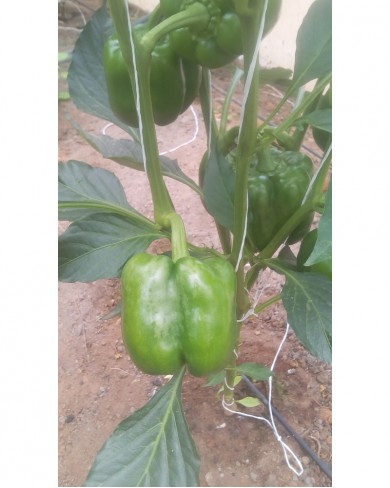 Green bell (sweet)  pepper
