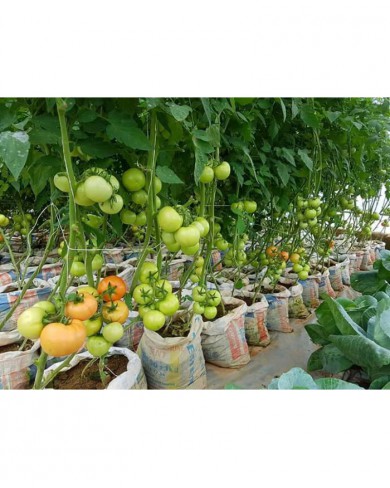Hybrid Vegetable Seeds